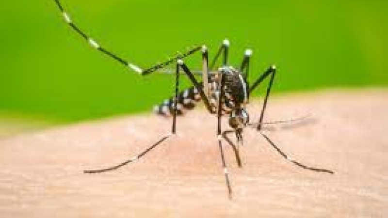 Cuidémonos entre todas y todos ; prevengamos el Dengue y el Zika