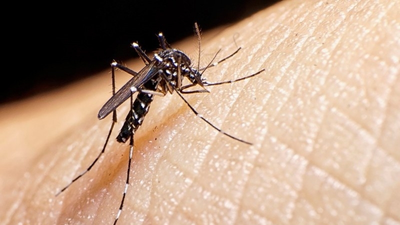 Dengue: Argentina roza los 40.000 casos y hay circulación viral en 14 provincias