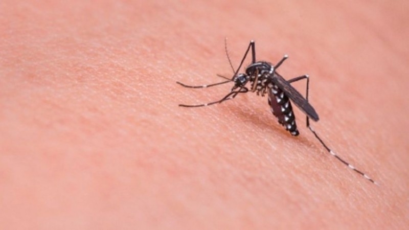 Prevenir el dengue es responsabilidad de todas y todos